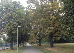 Chestnut Avenue