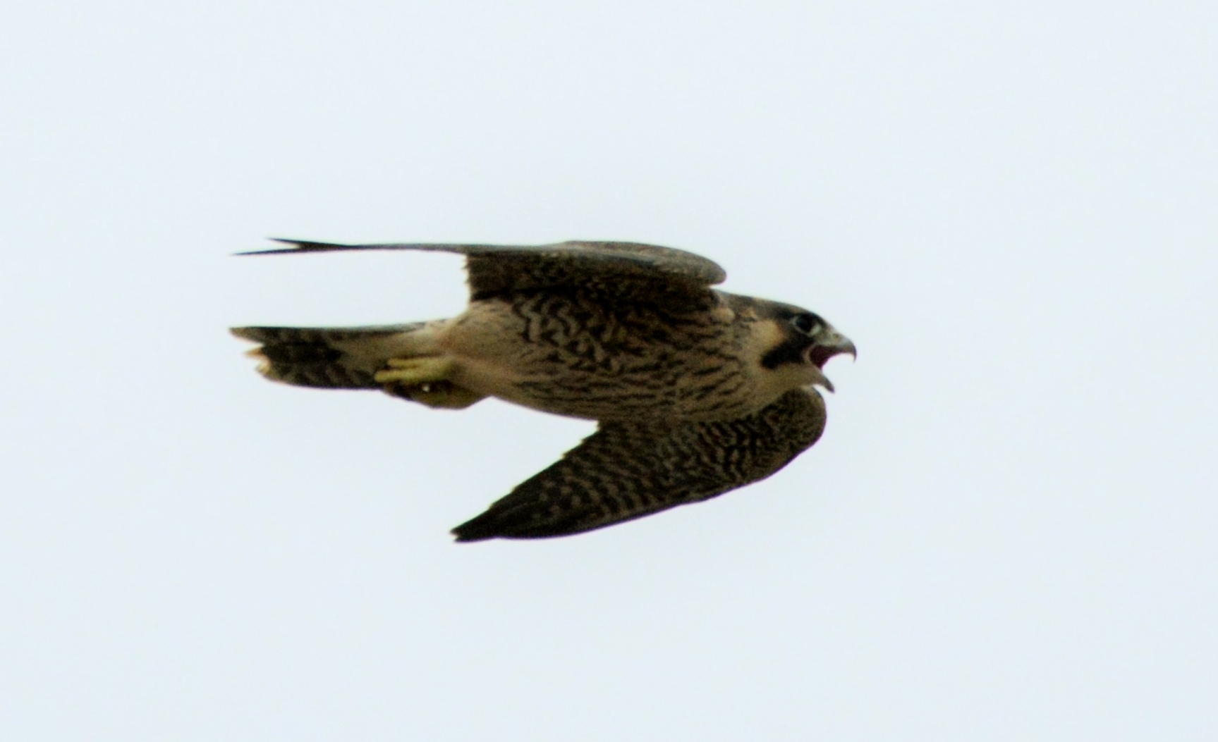 Peregrine Falcon juv