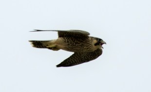 Peregrine Falcon juv
